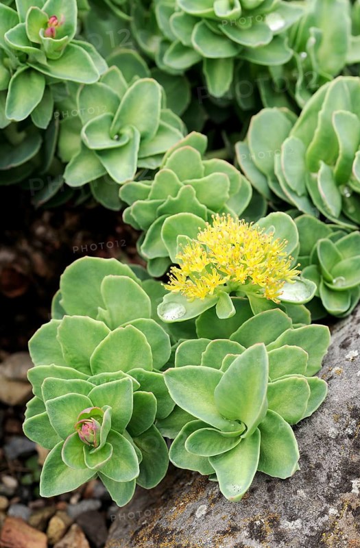 Roseroot, Golden Root (Rhodiola rosea), Aaron's Rod