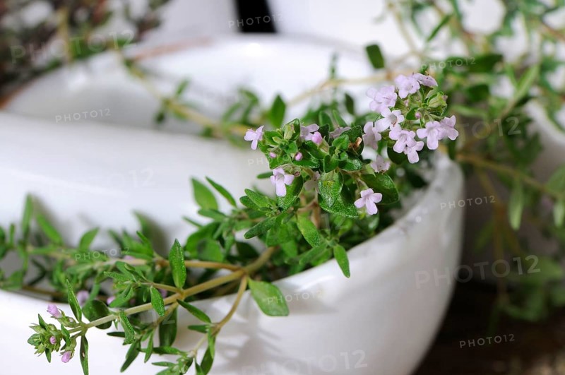 Broad-leaved thyme (Thymus pulegioides), mortar