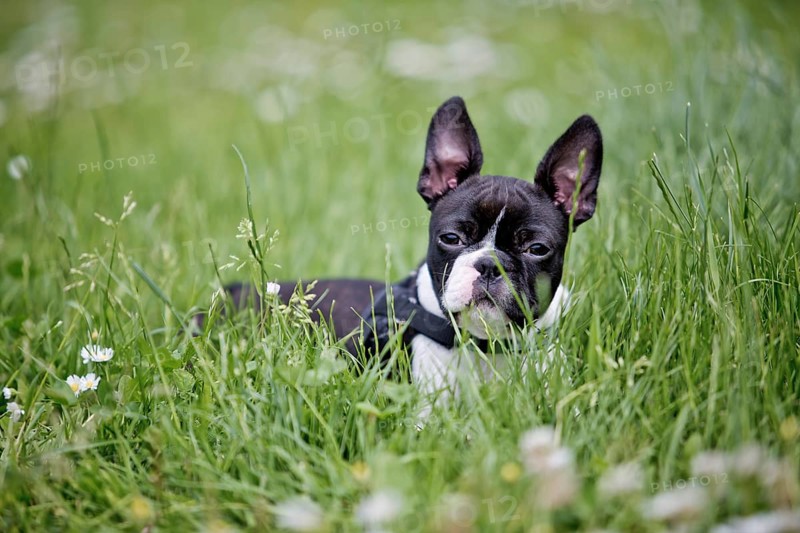 Cute Playful young Boston Terrier Puppy in the Grass in Summer