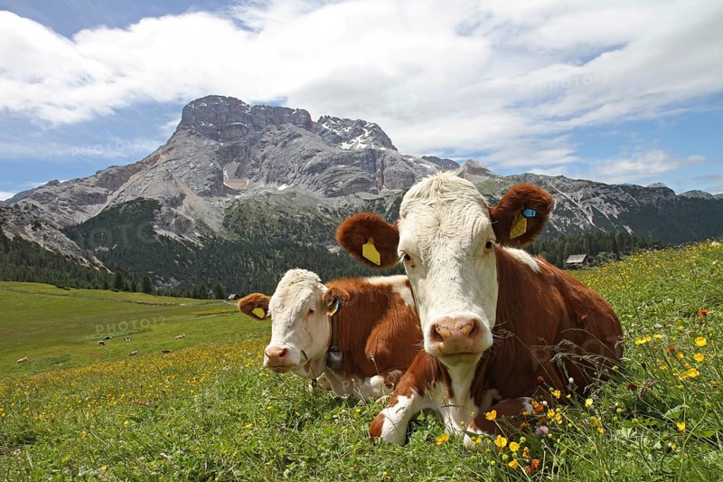 Cow