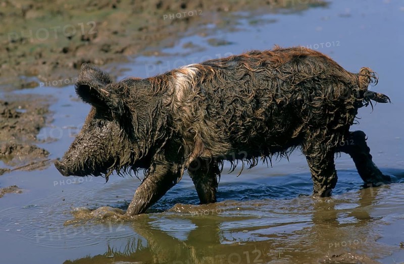 Mangalica pig, Mangalitza, Mangaliza, sheep pig, Mangalitza woolly pig in the wallow