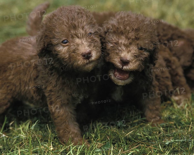 Bedlington Terrier, puppy on grass