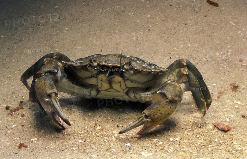 European Shore Crab (carcinus maenas), Adult