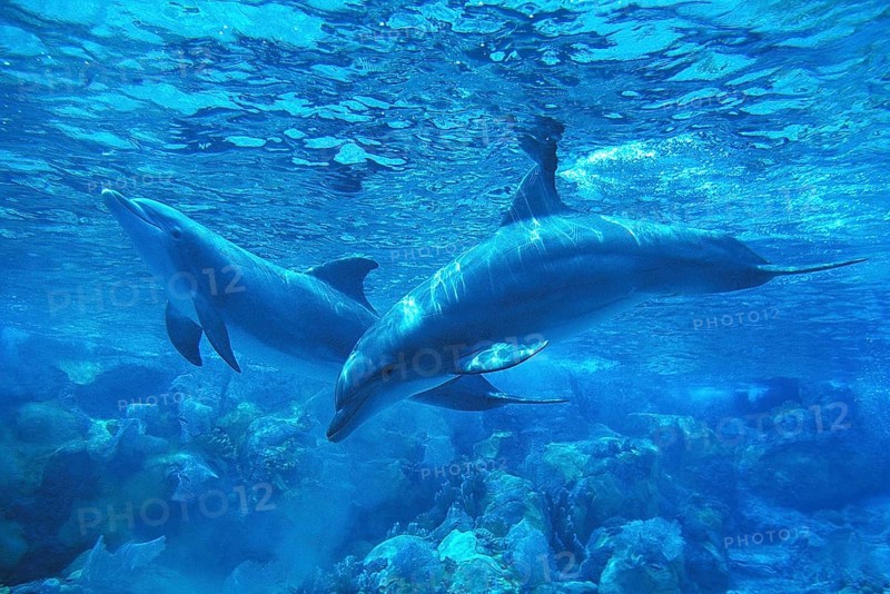 Bottlenose Dolphin (tursiops truncatus)