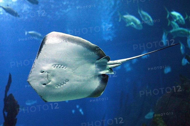 RAY, UNDERSIDE VIEW