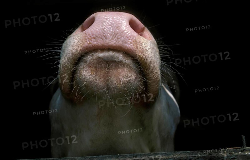 Muffle of Calf