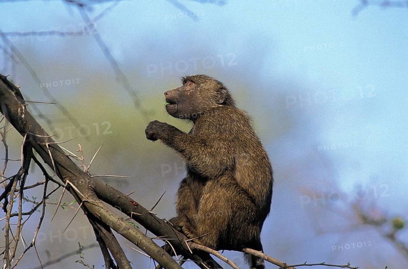 Olive Baboon (papio anubis), Adult standing in Acacia Tree, Masai Mara Park in Kenya