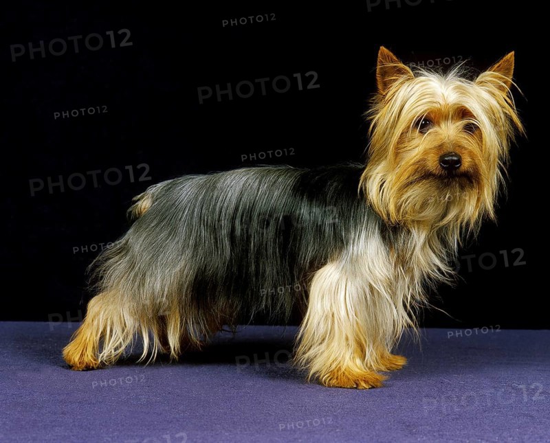 Silky Terrier, Dog against black Background