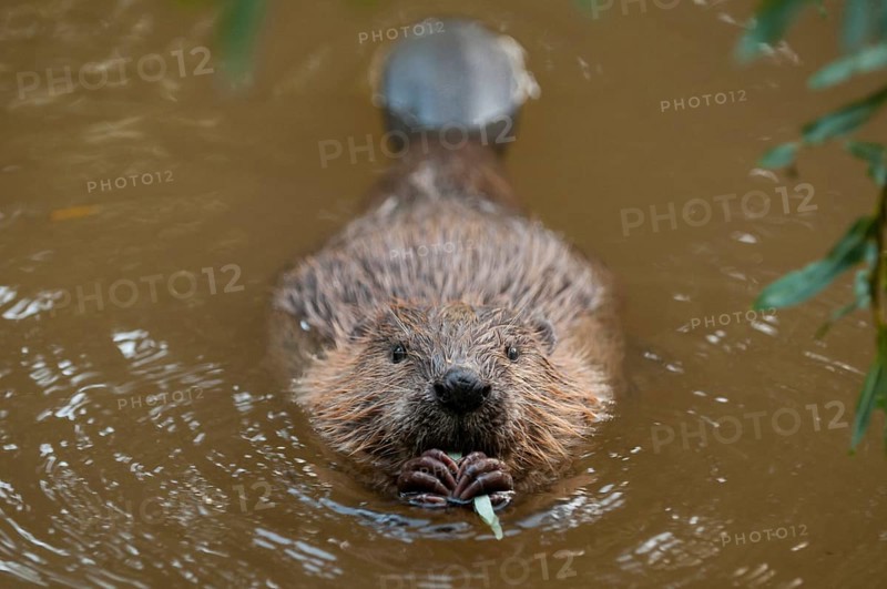 European beaver (Castor fiber), juvenile, Rosenheim, Bavaria, Germany, Europe