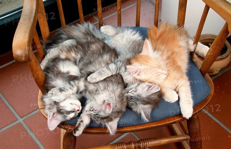 Maine Coon cats, kittens, sleeping on chair, Maine Coon cat
