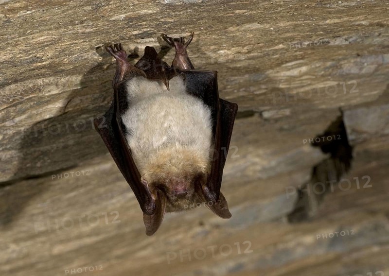 Greater mouse eared bat (Myotis myotis), giant bat