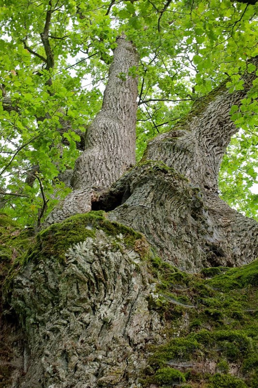 Natural Monument Wide Oak, Oak, Schwäbisch Hall, Heilbronn-Franken, Hohenlohe, Baden-Württemberg, Germany, Europe