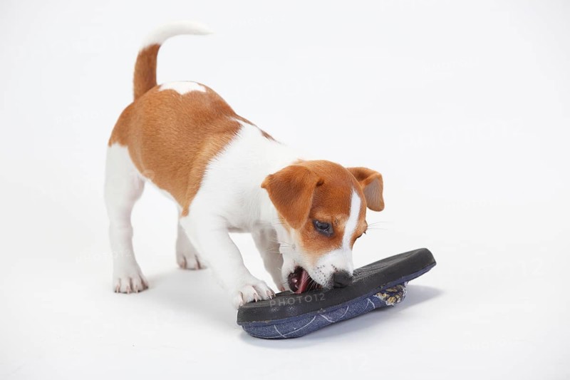 Jack Russell Terrier, Puppy, 9 weeks, Bitch, Slipper