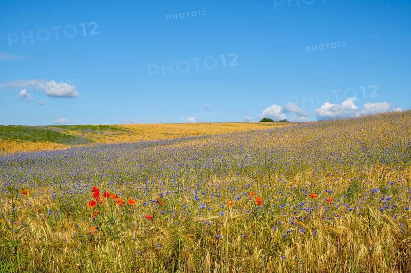 Flower strips in the cornfield