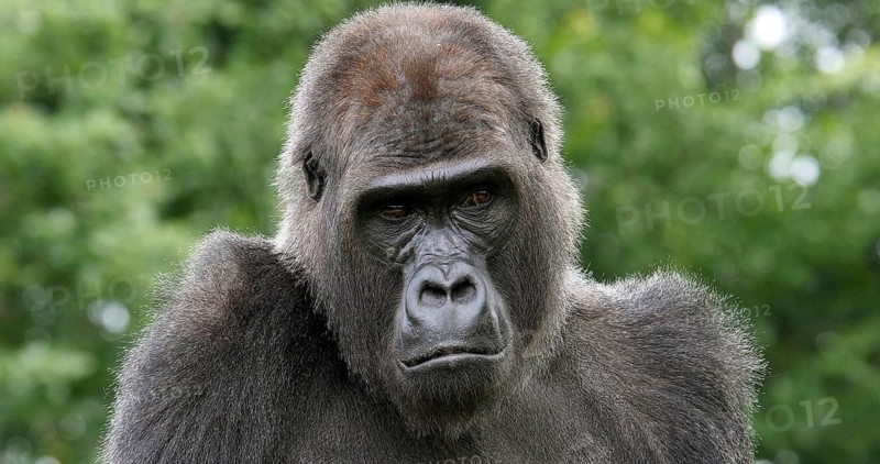 Eastern Lowland Gorilla (gorilla gorilla) graueri, Portrait of Female