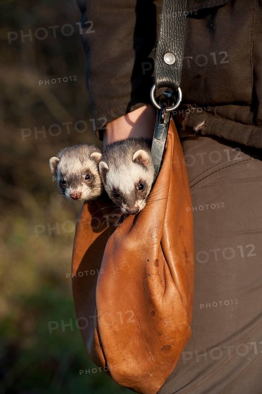 Polecat fat, in hunter's bag (Mustela putorius forma domestica), hunting