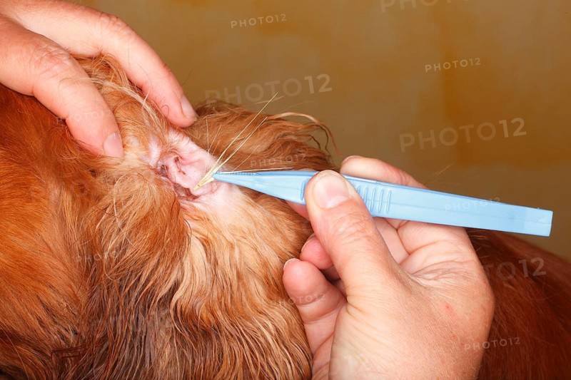 Removal of grass seeds from dog ear, inside, Cavalier King Charles Spaniel, ruby, grene, awns, tweezers