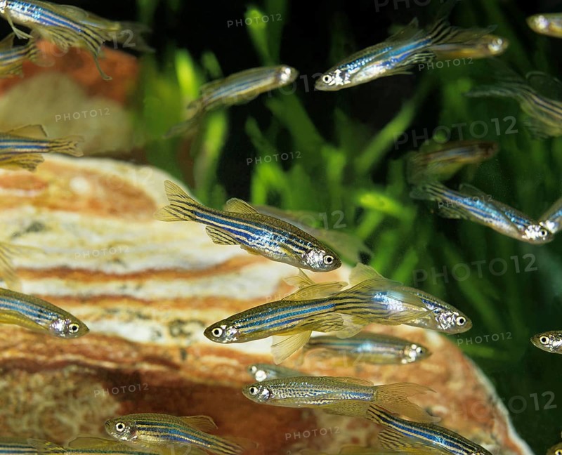 Zebrafish (brachydanio rerio) (Brachydanio rerio), Zebrafish, Animals, Other animals, Fishes, Carp-like, Carpfishes, Long-Finned Zebra Fish