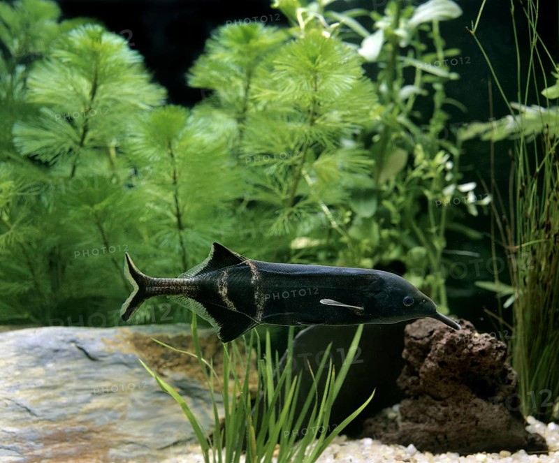 Gnathonemus brevicaudatus, Mormyrus petersii, Peters' elephantnose fish (gnathonemus petersii), Peters' elephantnose fish, Other Animals, Fish, Animals, Bone Tongues, Elephant Nose Fish