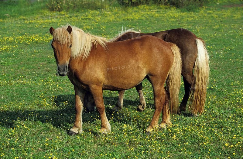Shteland Pony, Horses in Meadow
