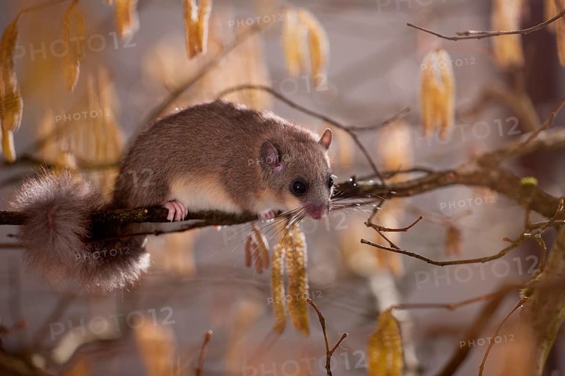 Hazel Edible dormouse (Glis glis), in hazel bush