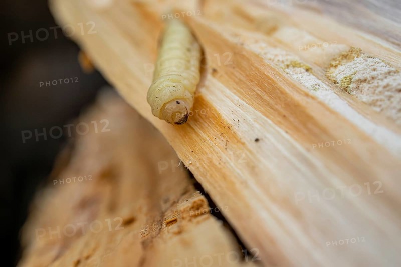 Bark beetle larva in wood
