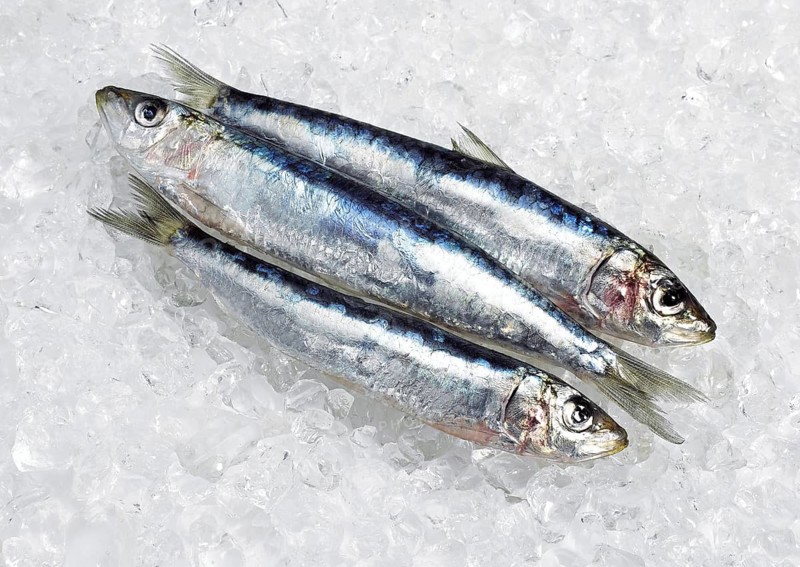 Atlantic sardine, European pilchard, Atlantic sardines, European pilchards (sardina pilchardus), Sardine, Sardines, Other animals, Fish, Animals, Herring species, Fresh Fishes on Ice