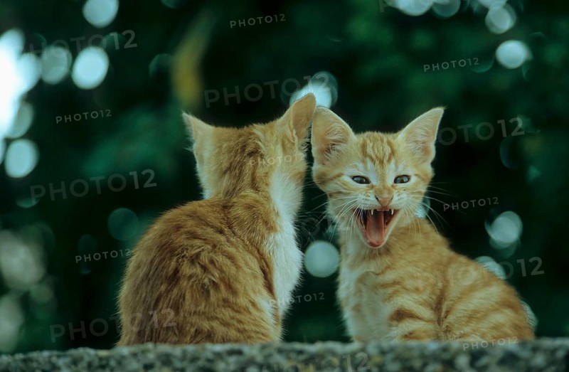 Young domestic kittens, Lesvos, Greece, Europe