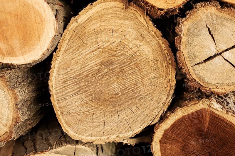 Top view wood logs. Beautiful photo