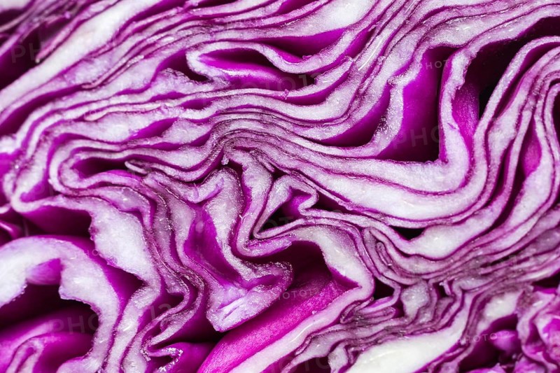 Close up purple cabbage