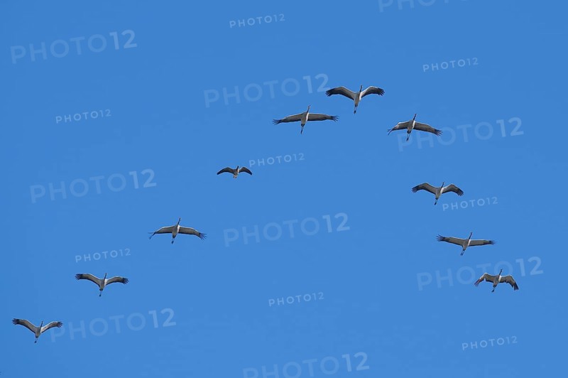 Cranes (Grus grus) flying in formation, typical V-formation, together with a greater white-fronted goose (Anser albifrons) flying in the formation, Bad Wendorf, Wismar, Mecklenburg-Western Pomerania, Germany, Europe