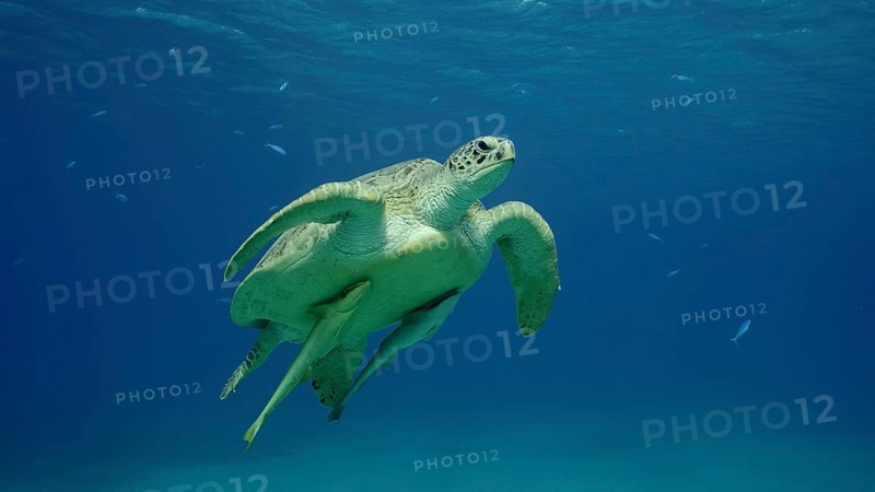 Great Green Sea Turtle (Chelonia mydas) swimming up in the blue ocean, Reda sea, Egypt, Africa