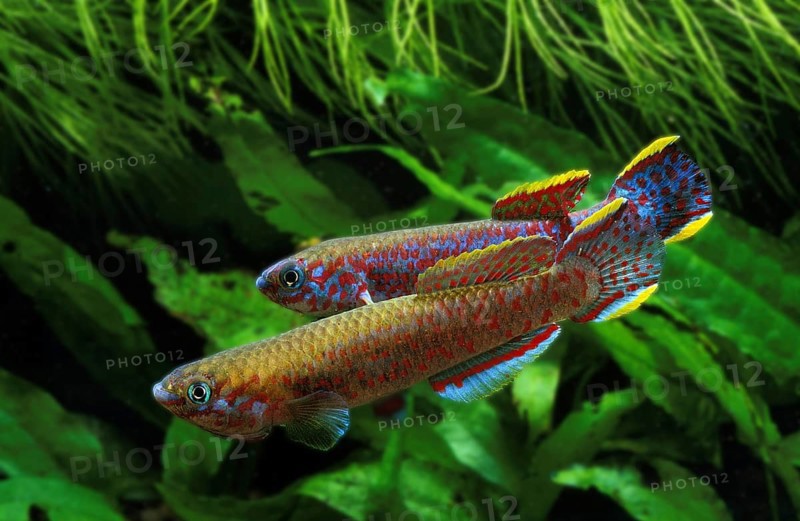 Multicolored carp, Multicolored carp, Other animals, Fishes, Animals, Tooth carp, Lyretail killifish, aphyosemion australe, Adults