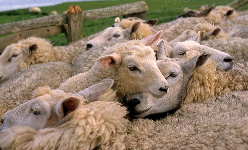Country sheep, domestic sheep, flock of sheep at the dike, North Sea, North Frisia