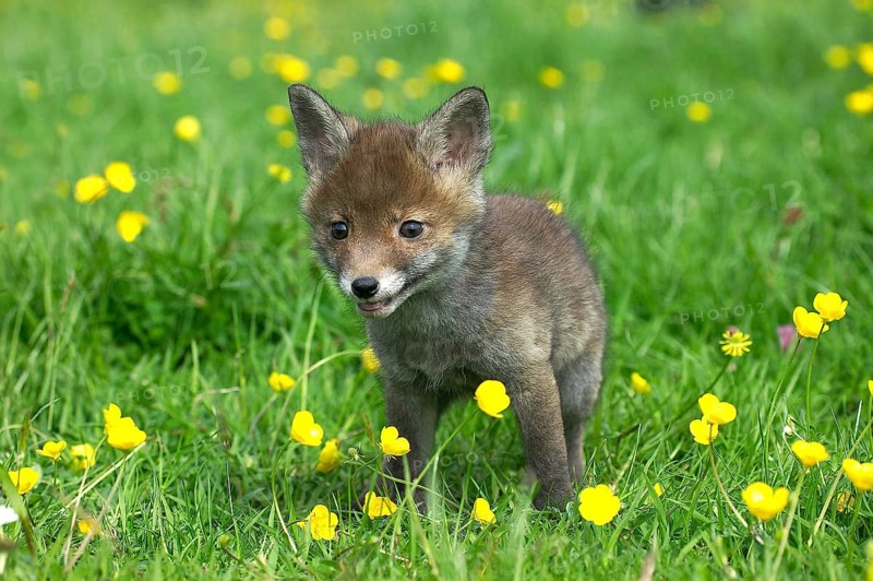 Red Fox (vulpes vulpes), Pup standing in Flowers, Normandy