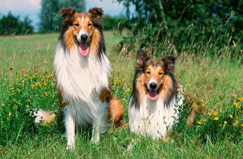 Raue Collies