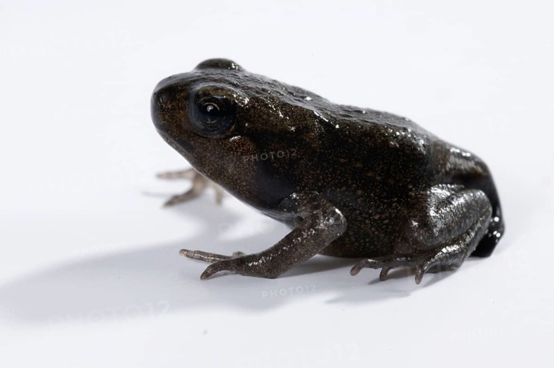 Common toad (Bufo bufo), juvenile