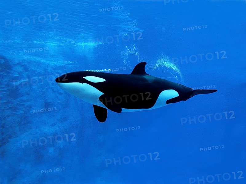 Killer Whale (orcinus orca), Adult, Underwater view