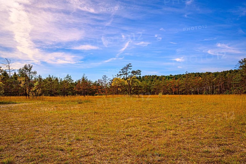Meadow on the Mönchsberg quarry with blue sky and veil clouds, Jena, Thuringia, Germany, Europe