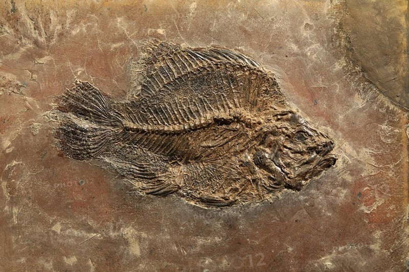 Perch fossil, Mine Messel, Hesse, Germany (Amphiperca multiformis), UNESCO World Heritage natural site