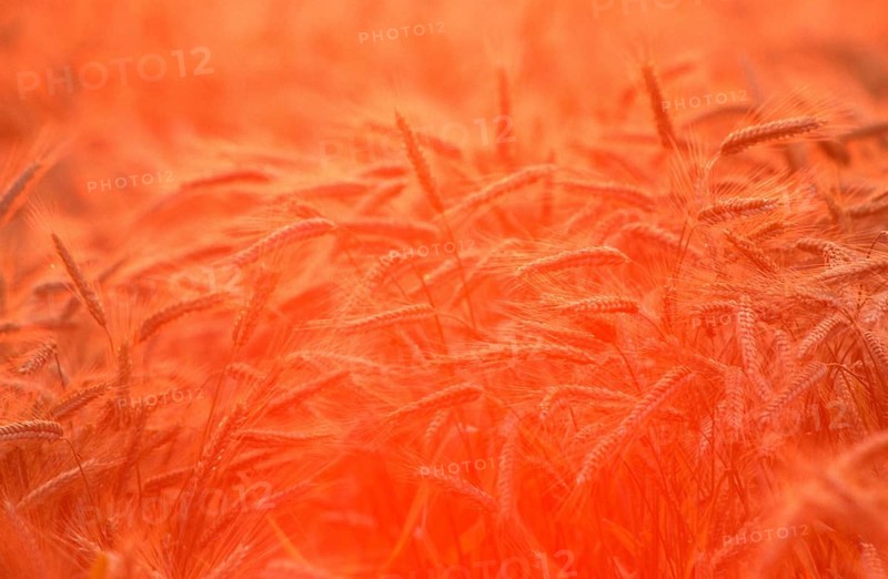 Rye (Secale cereale) field at sunrise, Germany, Roggenfeld bei Sonnenaufgang, Deutschland, [Europa, europe, Pflanzen, plants, Graeser (Gramineae), Getreide, cereals, corn, Nutzpflanze, useful plant, Ausschnitt, Detail, Stimmung, mood, orange, Sommer, summer, Querformat, horizontal], Europe