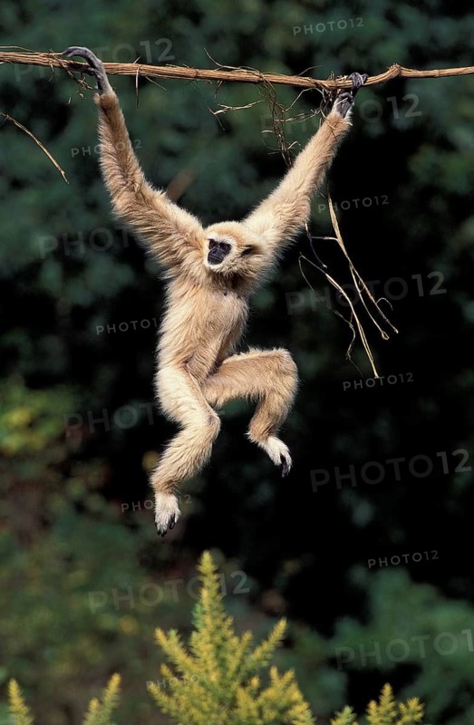 WHITE HANDED (hylobates lar) GIBBON, adult HANGING FROM LIANA