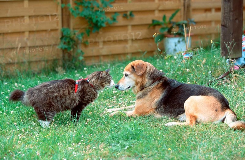 Norwegian Forest Cat and mixed breed dog sniffing each other