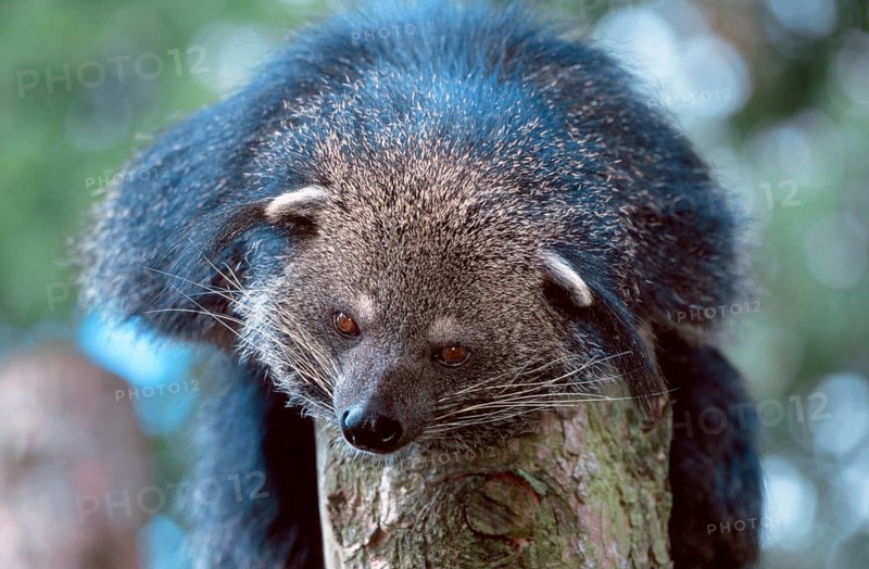 Binturong (Arctictis binturong), bear cat