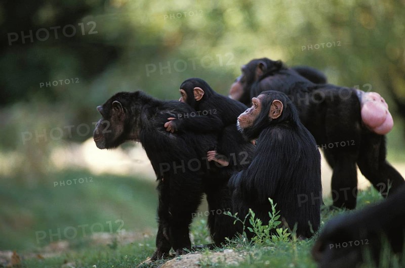 Chimpanzee (pan troglodytes), Group with Adults and Young