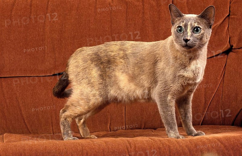 TONKINESE DOMESTIC CAT, ADULT
