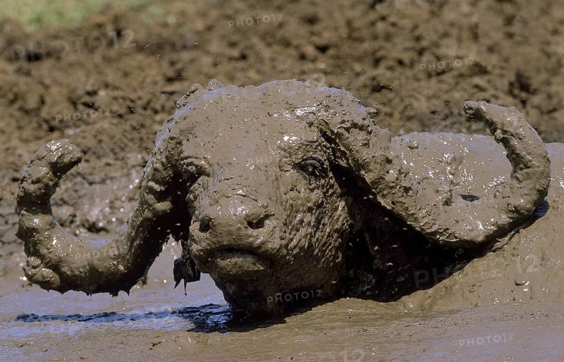 Cape buffalo (syncerus caffer), adult taking a mud bath, Serengeti Park in Tanzania