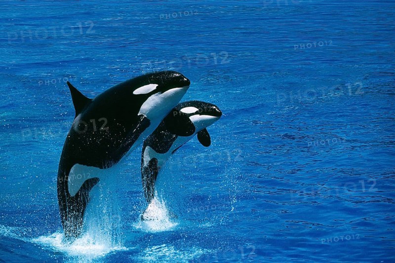 Killer Whale (orcinus orca), Female with Calf Breaching