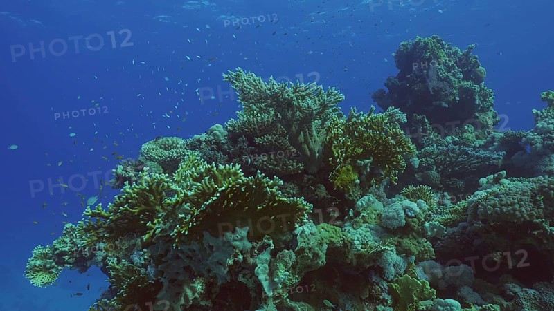 Beautiful tropical coral reef in coral garden in blue deep sea colorful fish swims around reefs, Red sea, Safaga, Egypt, Africa