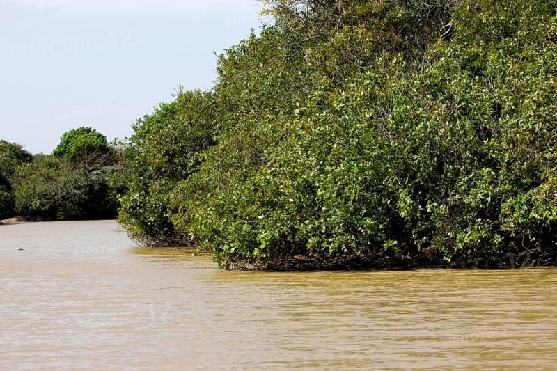 River and Forest in Orinoco Delta, Venezuela, South America